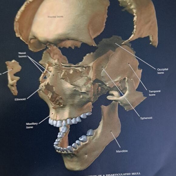 Martini's Atlas of the Human Anatomy Book for Medical Nursing Student 153 pages - Picture 6 of 8